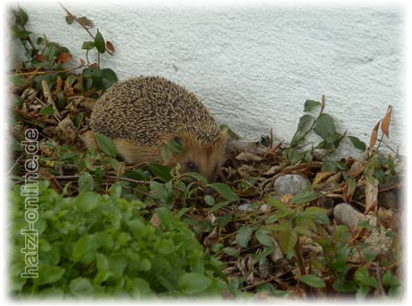 Gartentag - Tag der offenen Gartentr - Igel