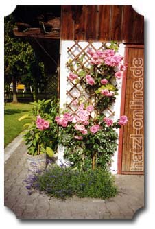 Tag der offenen Gartentr 2000 - Kletterrose Lawinia